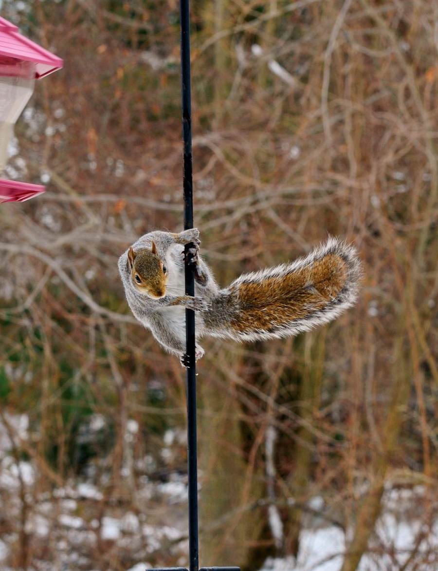 Pole-Mounted Squirrel Baffle