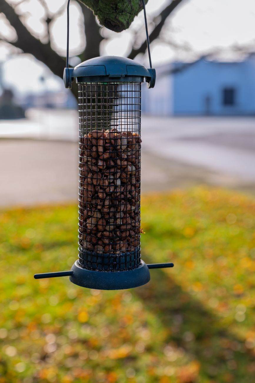 Sentinel Squirrel-Proof Seed Feeder